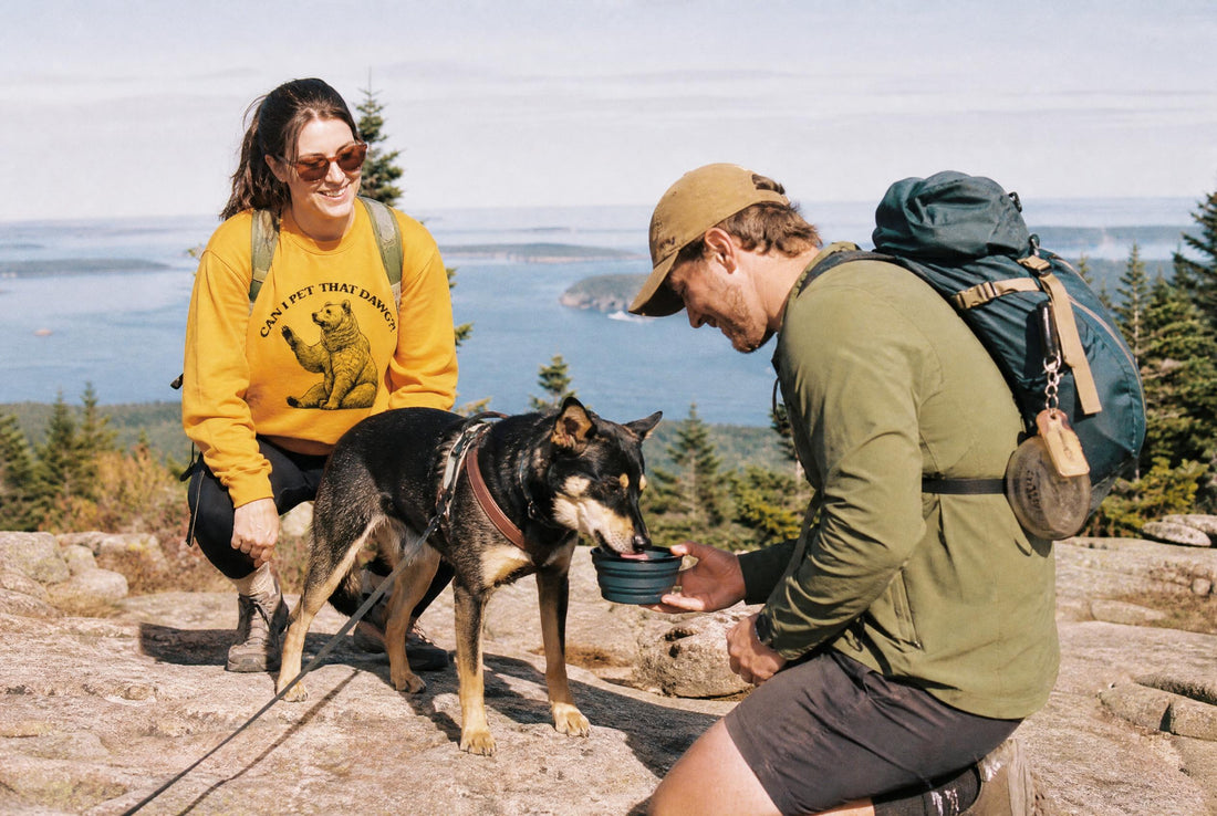 Acadia National Park Dogs: Trails, Rules & Tips